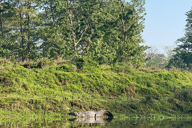 1 Night 2 Days Chitwan Jungle Safari Tour - Day 2: Bird Watching, Breakfast, and the Next-Stop Transfer