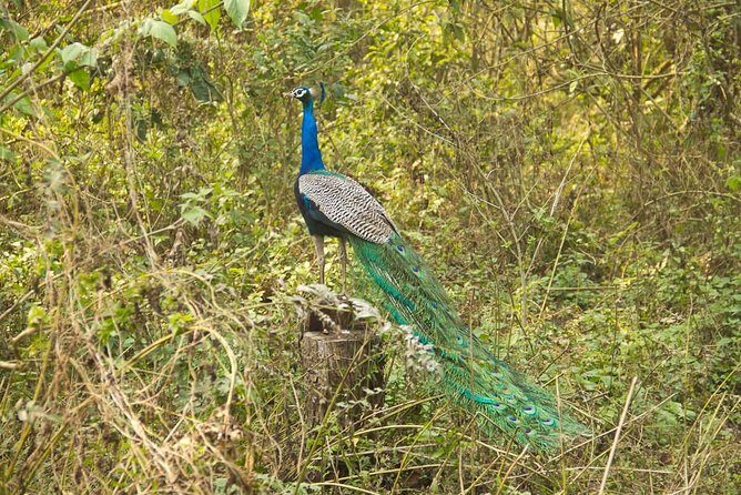 10 Day Kathmandu, Nagarkot, Chitwan, Lumbini, Pokhara Luxury Tour in Nepal - Lumbini: Buddha’s Birthplace and the Maya Devi Temple Focus
