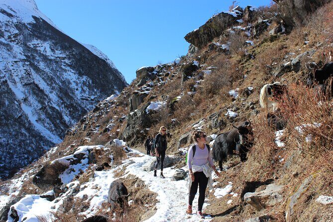 10-Days Private Langtang Valley Trek in Nepal - The Tserko Ri Sunrise Push: Early Steps, Big Views (If Weather Plays Nice)