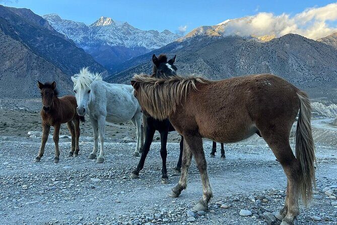 12 Days Overland Tour to Upper Mustang - First day in Kathmandu: orientation, then real motion west