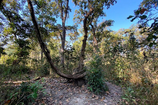 2 Hours Nature Walk in Chitwan National Park - Price and Value: Is $45 Worth a 2-Hour Private Walk?