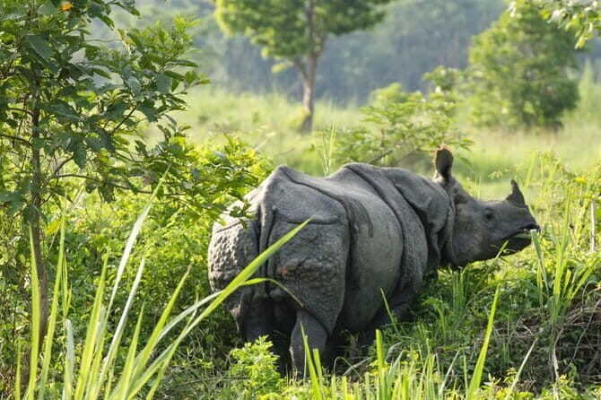 2 Night 3 Day Chitwan Jungle Safari Tour from Pokhara - Day 3 return to Pokhara (or Kathmandu): transportation with less hassle