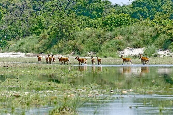 2 Night 3 Day Chitwan Jungle Safari Tour from Pokhara - Your Sauraha hotel: what included meals and a good bed change