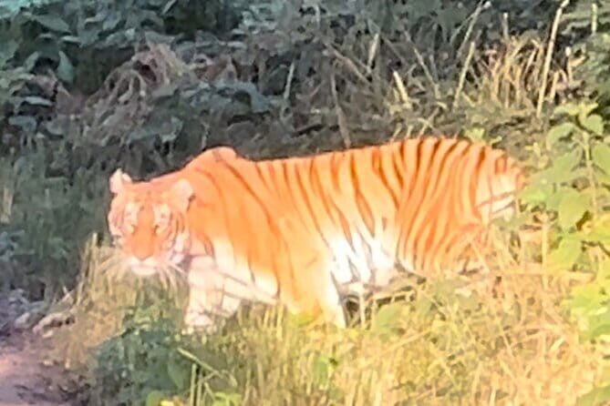 2 Nights 3 Days Chitwan National Park Package with Jeep Safari - Day 1: Arrival in Chitwan + Tharu Dance at the Culture House