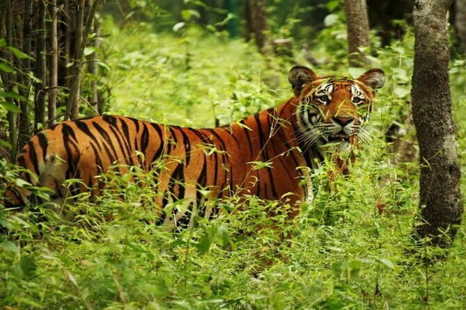 2 Nights 3 Days Chitwan National Park Package with Jeep Safari - Price and logistics: the practical way to decide