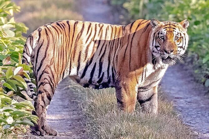 2 Nights 3 Days Chitwan National Park Package with Jeep Safari - The Best Parts You’ll Feel on the Ground