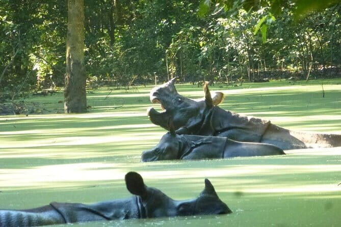 2 Nights 3 Days Chitwan National Park Package with Jeep Safari - Getting From Kathmandu to Sauraha Without a Travel Puzzle
