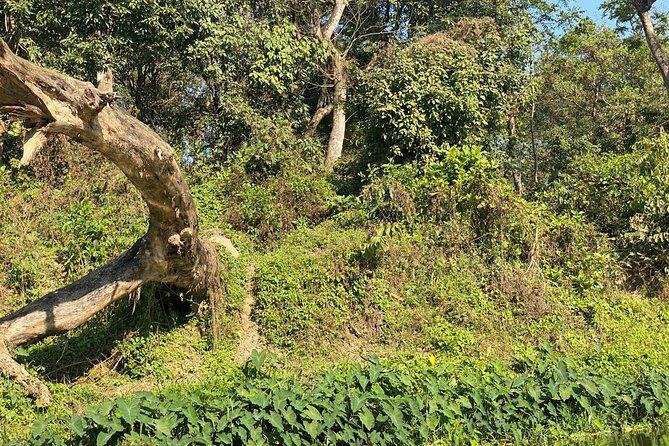 2 Nights 3 Days Chitwan Safari Tour from Kathmandu or Pokhara - What’s Included (and What You’ll Want to Budget On Your Own)