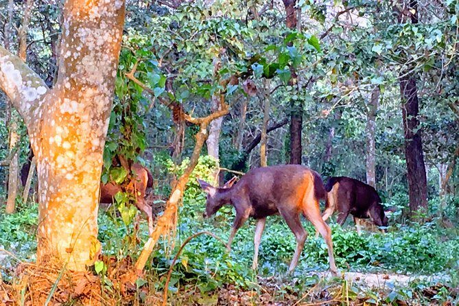2 Nights 3 Days Chitwan Wildlife Jungle Safari Package Tour - Day 2: canoe on the Rapti River, jungle walk, and jeep safari drives