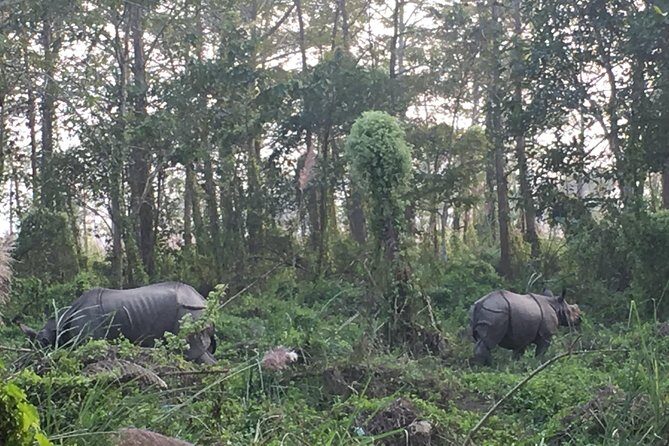 2 Nights 3 Days Chitwan Wildlife Jungle Safari Package Tour - Day 1 in Chitwan: Tharu village, visitor center, and Rapti sunset views