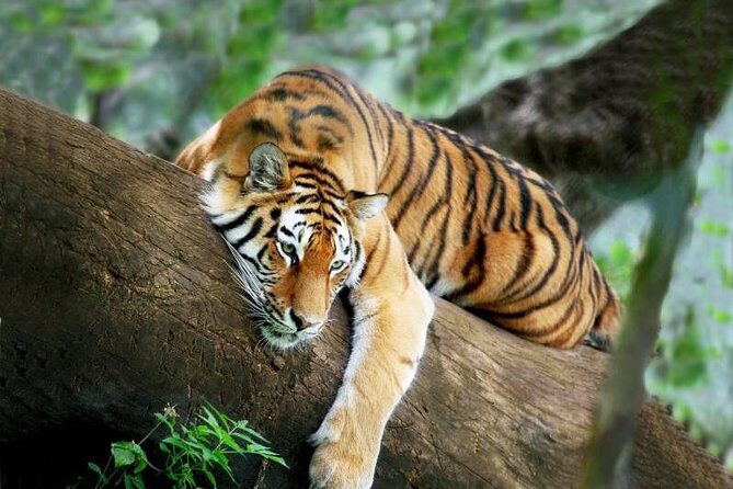 3-Day All Inclusive Chitwan Jungle Safari Tour From Kathmandu - Chitwan In A Tight 3 Days: The Smart Shape Of This Plan