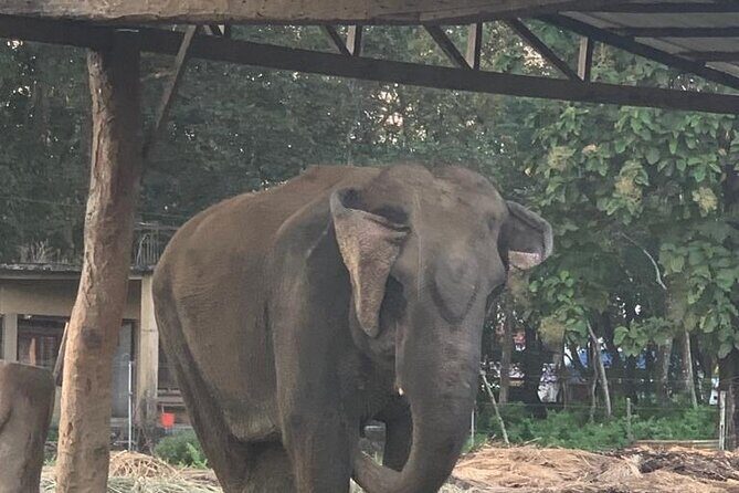 3-Day All Inclusive Chitwan Jungle Safari Tour From Kathmandu - Day 2 In Chitwan: Canoe, Croc Chances, Jungle Walk, Then The Jeep