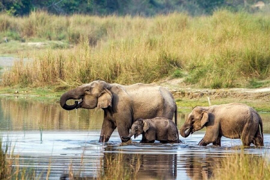 3-Day Chitwan Jungle Safari Adventure From Kathmandu/Pokhara - Entering Chitwan: Why This Safari Works as a 3-Day Trip