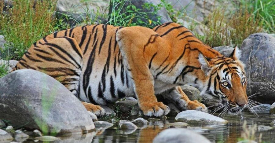 3-Day Chitwan Jungle Safari Adventure From Kathmandu/Pokhara - Getting There: Kathmandu or Pokhara to Sauraha (The 6-Hour Reality)