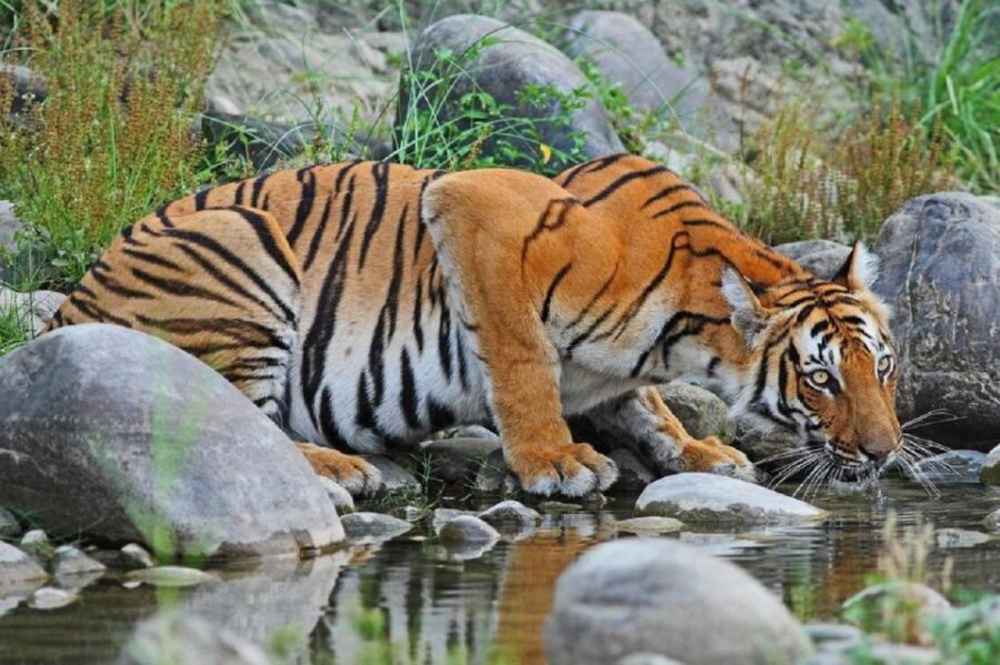 3-Day Chitwan Jungle Safari Adventure From Kathmandu/Pokhara - Day 1: Tharu Village, Rapti Sunset, and Your Resort Base