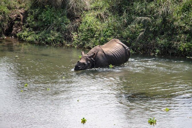 3-Day Chitwan Jungle Safari Tour from Kathmandu - Why Chitwan feels special for wildlife lovers
