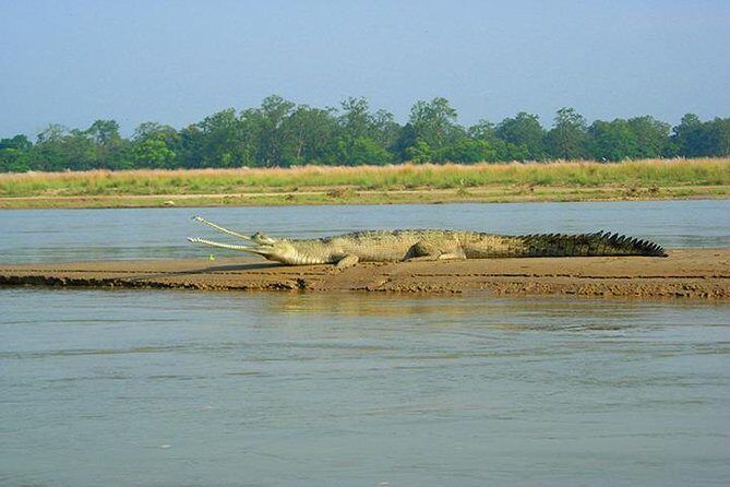 3-Day Chitwan Jungle Safari Tour from Kathmandu - Day 1 in Chitwan: Tharu village visit and culture
