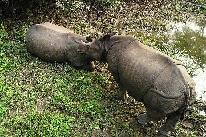 3-Day Chitwan Jungle Safari Tour from Kathmandu - Wildlife you should watch for (and what it means when you see it)