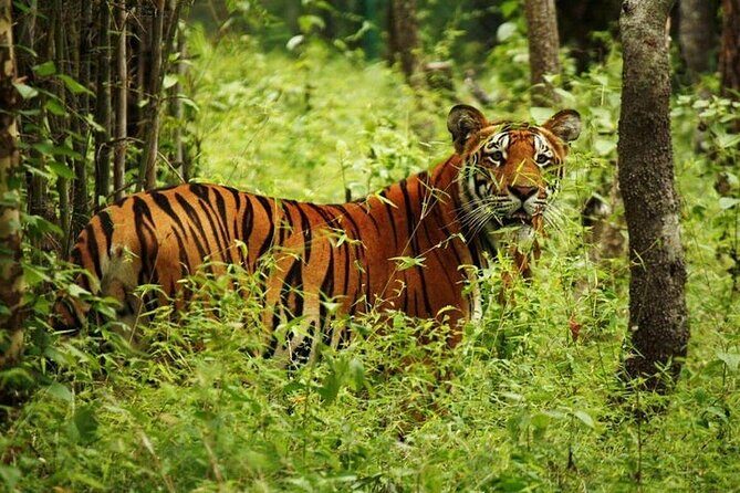 3-Day Guided Safari Tour in Chitwan National Park in Nepal - Getting from Kathmandu to Chitwan (and back) Without Losing a Day