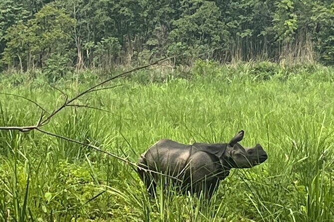 3-Day Guided Safari Tour in Chitwan National Park in Nepal - Day 1: Arrival, Tharu Village Culture, and Your First Safari Push