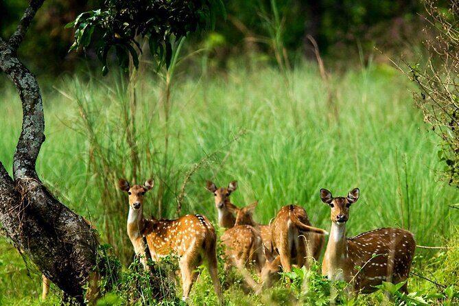 3 Days and 2 Nights Chitwan National Park Safari Tour in Pokhara - Key highlights