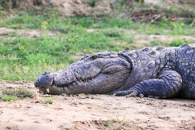 3 Days and 2 Nights Chitwan National Park Safari Tour in Pokhara - Day 2 in Chitwan National Park: the jeep safari morning for real sightings