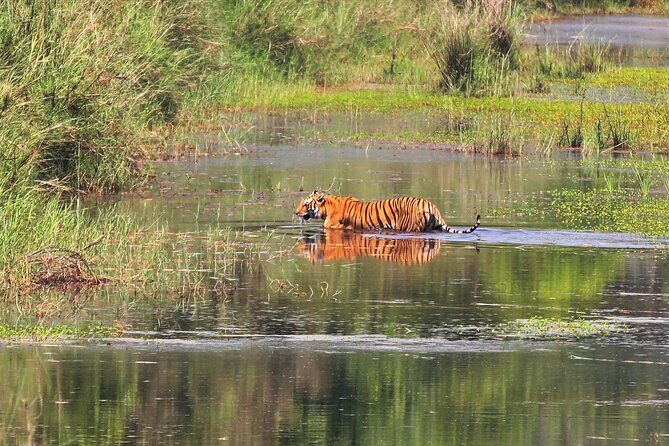 3 Days and 2 Nights Chitwan National Park Safari Tour in Pokhara - The activities people remember most: canoe time, elephant moments, and night dance