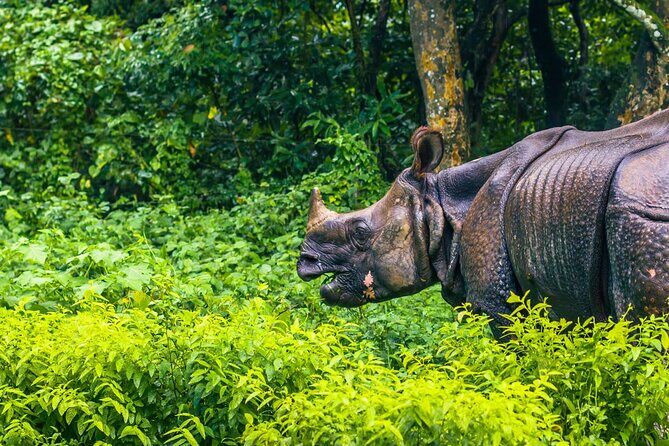 3 Days and 2 Nights Chitwan National Park Safari Tour in Pokhara - Day 1 in Sauraha: check in, then Tharu culture after the travel