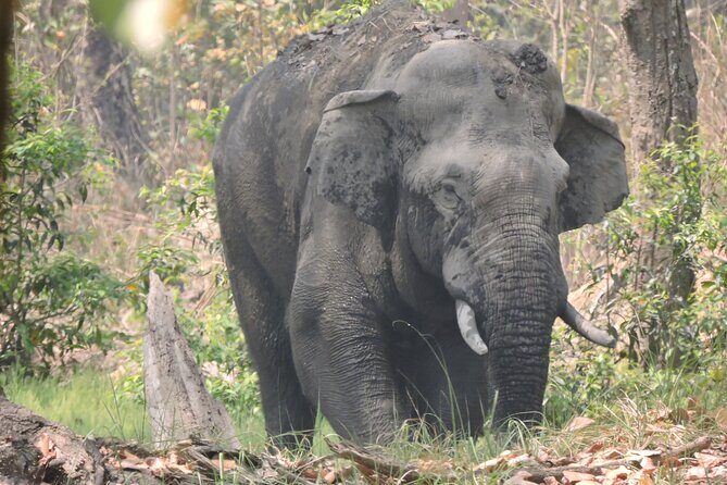 3 Nights 4 Days Bardia Tiger Tracking Tour | Bardia Jungle Safari - The Daily Game Plan (And Why Each Part Matters)