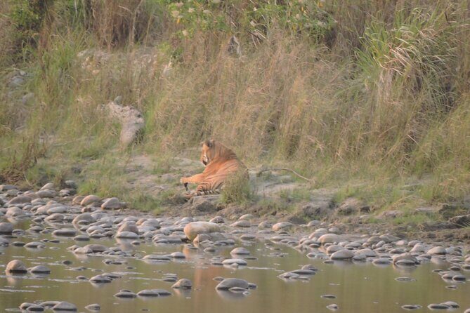 3 Nights 4 Days Bardia Tiger Tracking Tour | Bardia Jungle Safari - The Cultural Stops: Tharu Village and Dance, Not Just Photos