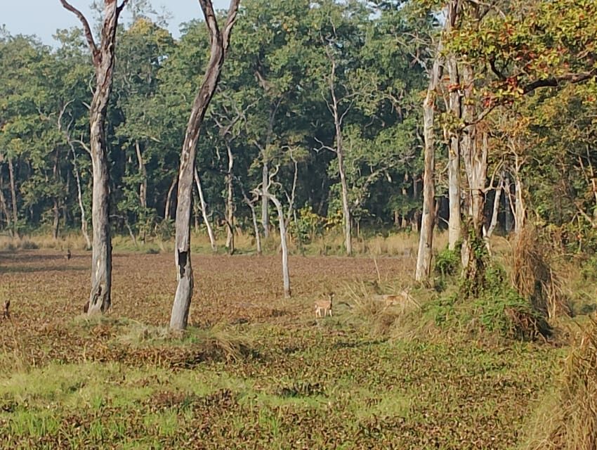3 Nights 4 Days Chitwan National Park with Tower Night Stay - Wildlife reality check: tigers, rhinos, and the rhythm of sightings