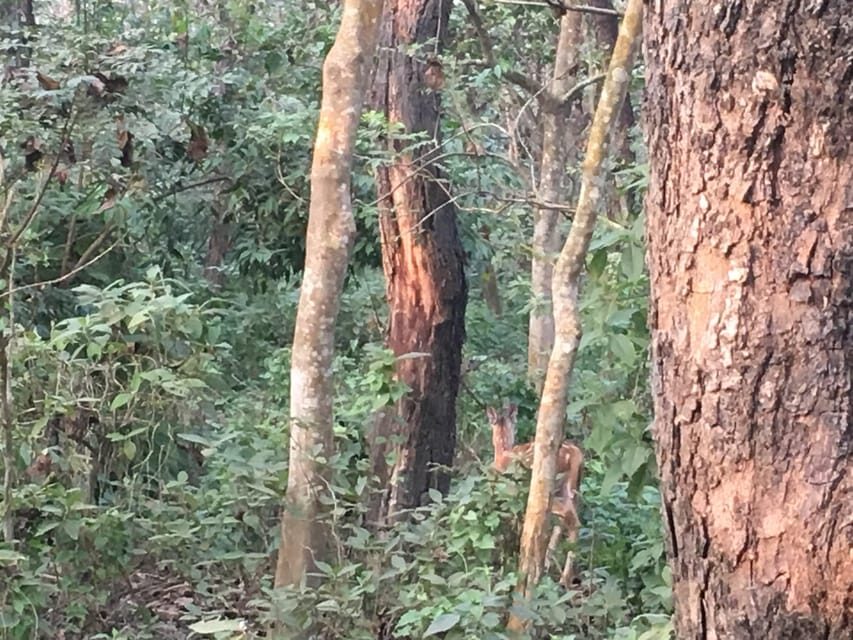 3 Nights 4 Days Chitwan National Park with Tower Night Stay - Getting to Chitwan from Kathmandu or Pokhara without losing a day