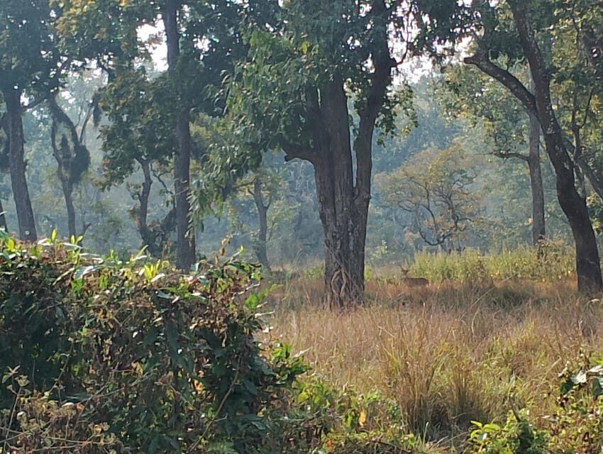 3 Nights 4 Days Chitwan National Park with Tower Night Stay - Day 3: jeep safari plus crocodile center time, followed by resort downtime