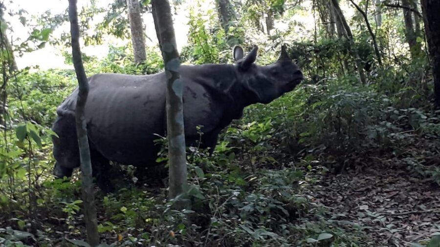 3 Nights 4 Days Chitwan National Park with Tower Night Stay - The jungle tower night: what to expect (and what to pack mentally)