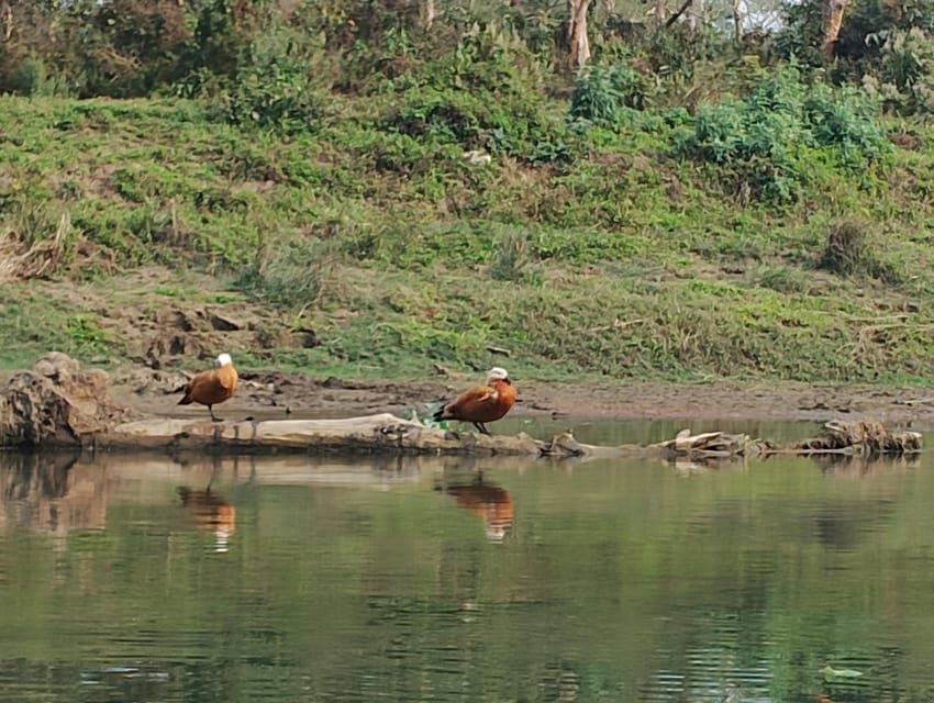 3 Nights 4 Days Chitwan National Park with Tower Night Stay - Accommodation and comfort: deluxe rooms vs real-world “luxury” labels