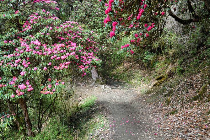 4-Day Private Trekking Experience to Poon Hill and Ghandruk - Day 3: Poon Hill sunrise for golden peaks, then Tadapani to hedge your bets