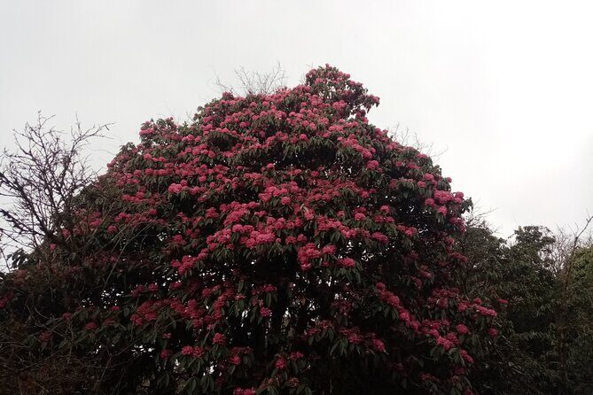 4 Days Amazing Trekking from Pokhara-Ghorepani Poon Hill - Moderate difficulty in real terms: what you’re signing up for