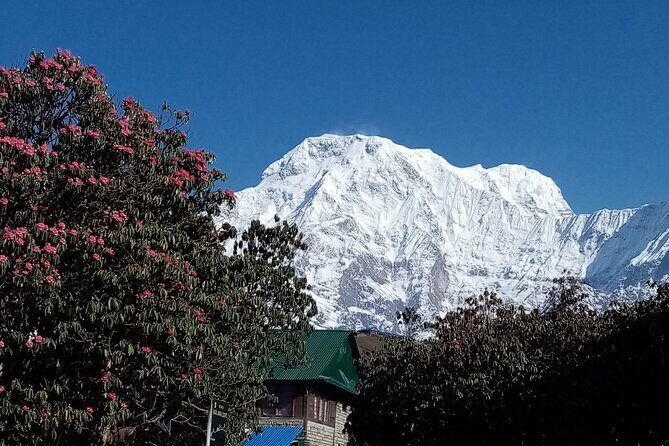 4 Days Amazing Trekking from Pokhara-Ghorepani Poon Hill - Should you book this 4-day Poon Hill trek?