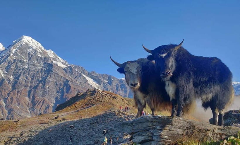 4 Days Pikey Peak Trek : The Best View of Mt Everest - Day 4: Jhapre to Dhap and the Drive Back to Kathmandu