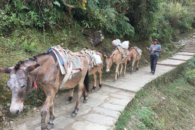 4 Days Poon Hill Trek - Why Poon Hill is the smart 4-day Annapurna choice