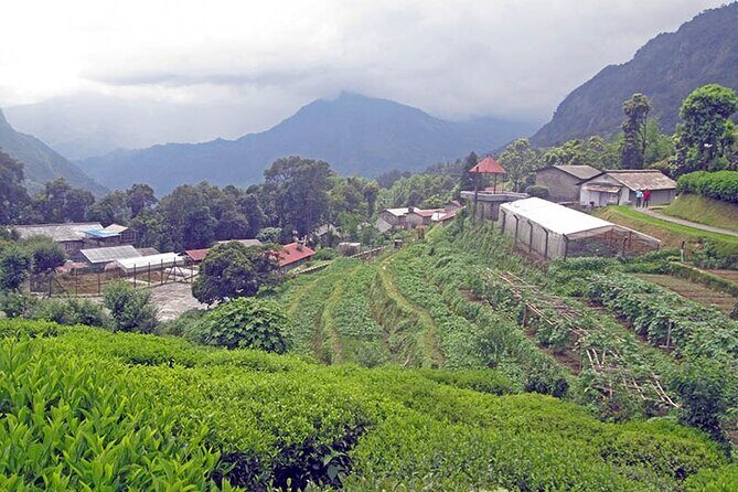 5-Day Private Farming Experience in Nayapul with Accommodation - Nayapul farming with a homestay: why it feels different