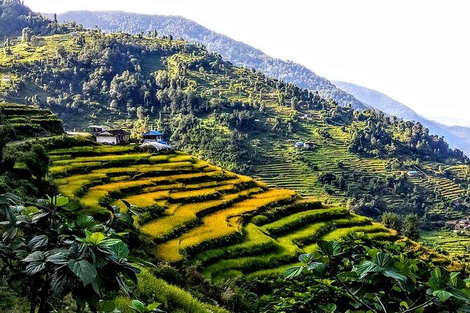 5-Day Private Farming Experience in Nayapul with Accommodation - Days 3 and 4: tool time, farmer monitoring, and long work blocks
