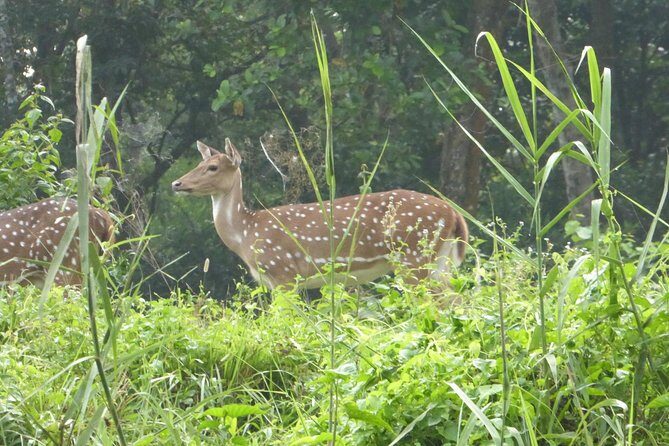 8 Days Luxury Nepal Tour - The long drive to Chitwan: trade city air for forest time