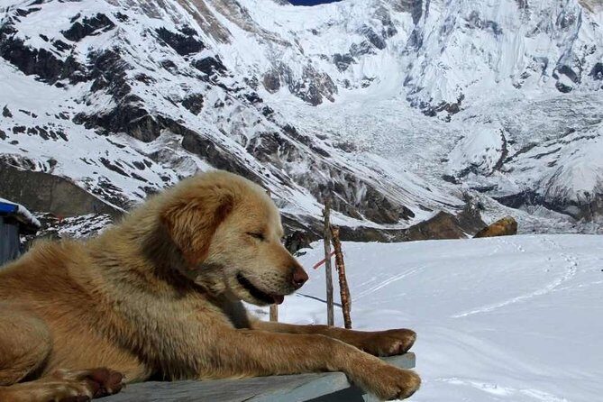 Annapurna Base Camp with Poon hill 9-Day Trek Itinerary - Key highlights you should care about