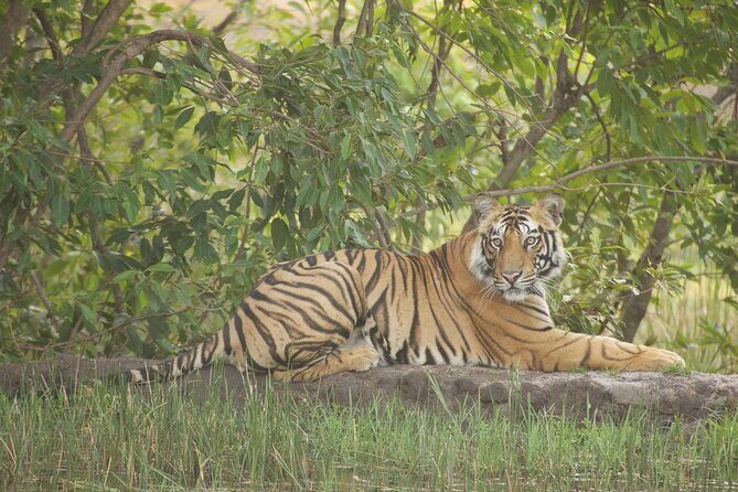 Bardia National Park package with Tiger Tops Karnali lodge - Key Highlights Worth Your Attention