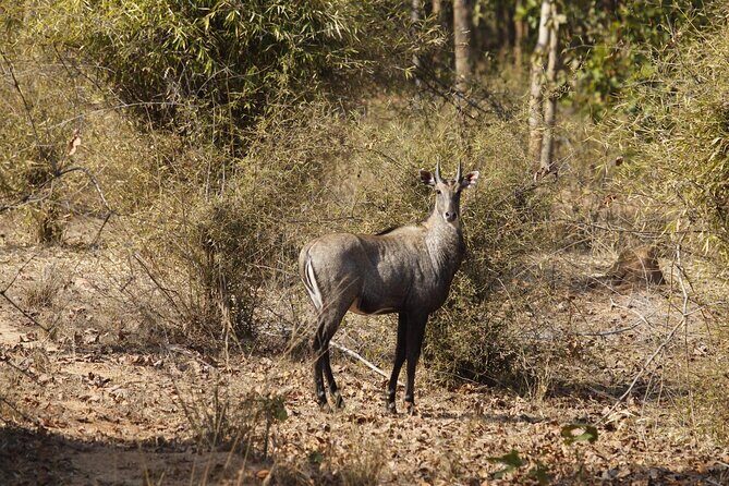 Bardia National Park package with Tiger Tops Karnali lodge - Open-Top Jeep Safari in Restored Land Rovers: Go Slow, Look Hard