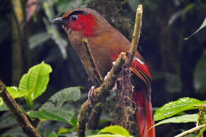 Birding Hike: Day Birdwatching in Kathmandu - Phulchoki Protected Forest: altitude birding plus big Himalayan vibes
