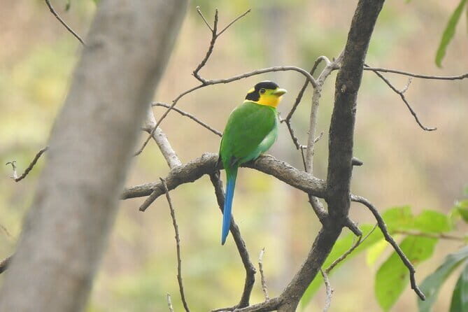 Birding Hike: Day Birdwatching in Kathmandu - Champadevi Hills and Sankhu: where birding overlaps with culture
