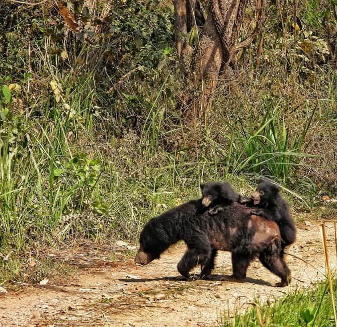 Chitwan: Full-Day Safari Canoeing and Jungle Walk and Jeep - Canoeing the Rapti River: How to Spot Crocodiles and Birds