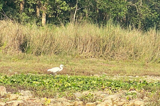 Chitwan Jungle Safari Tour - Overnight in a park resort: comfort vs. what’s actually included